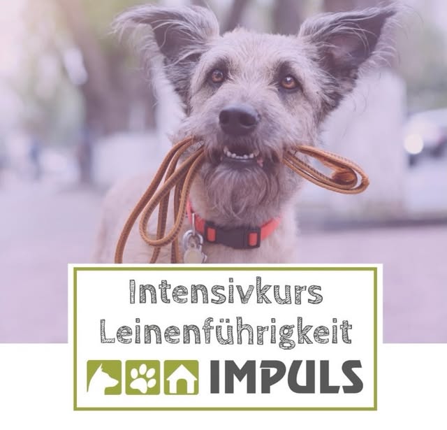 Aufmerksamer Hund mit Leine – IMPULS-Motiv zur Leinenführigkeit