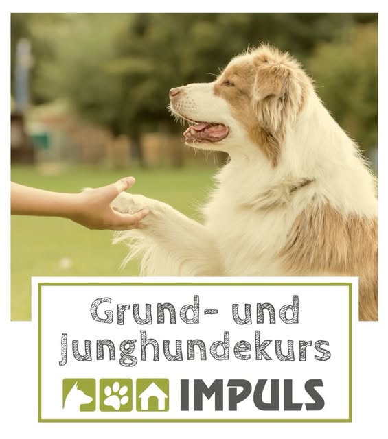 Hund gibt seinem Menschen die Pfote – Originalmotiv vom IMPULS Instagram-Profil